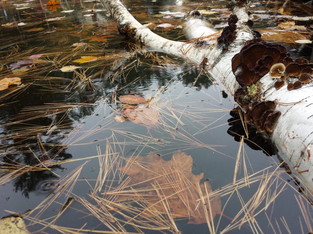 how to purify water in the wild