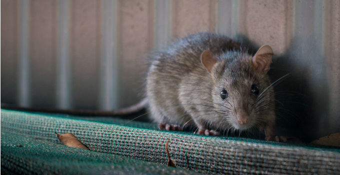 rodent proof storage preventing rats