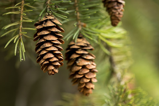 are pinecones edible?