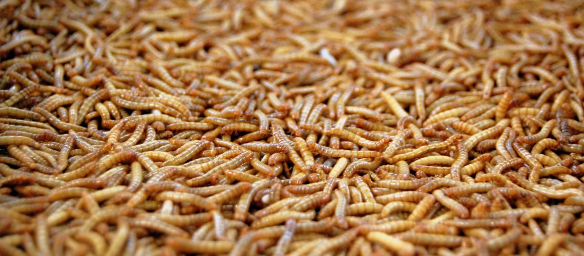 does rice turn into maggots