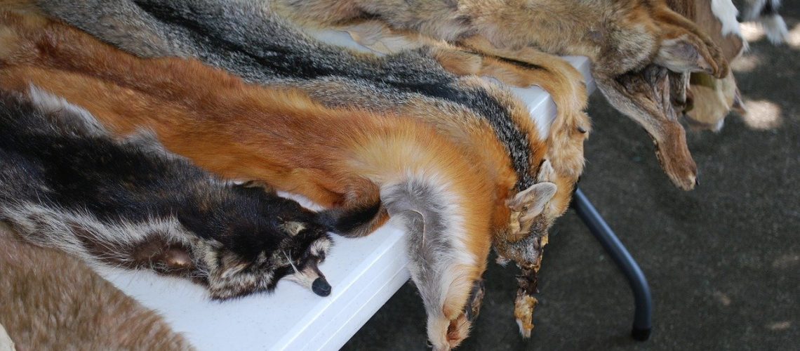 animal-skins-454357_1280