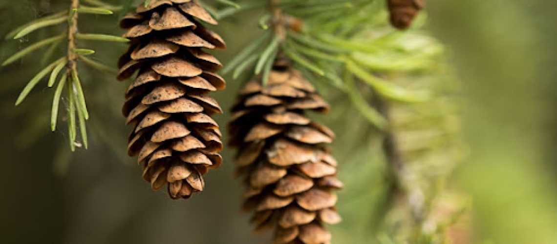 are pinecones edible?